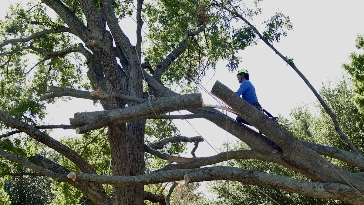 Professional Crown Thinning performed by certified arborists in Bridgewater Corners